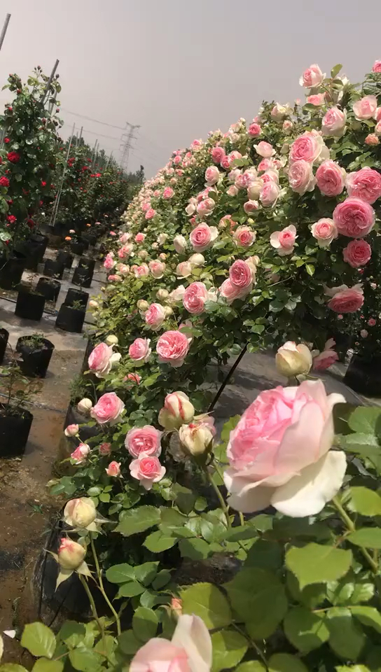 爬藤月季系列,欧月,拱门,粉龙