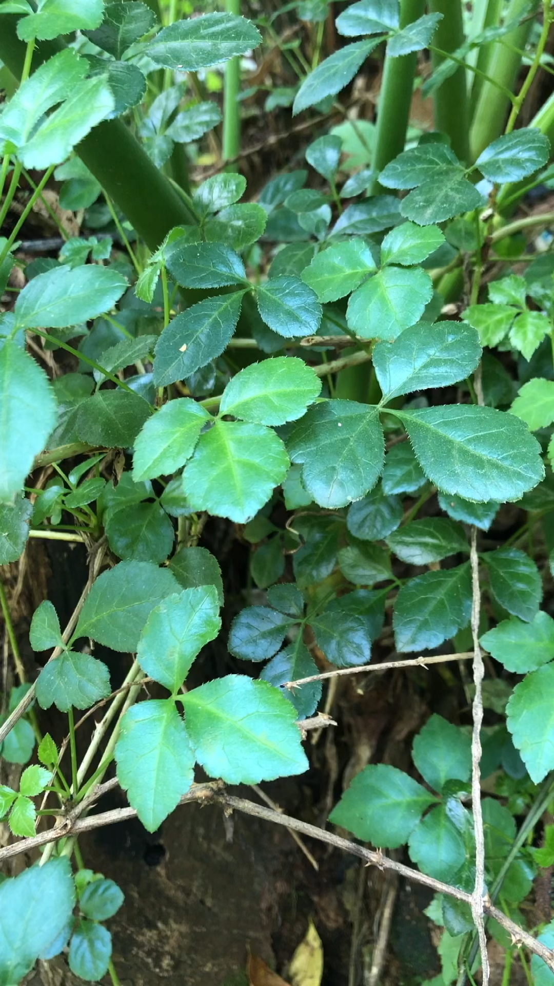 白簕又叫三加皮