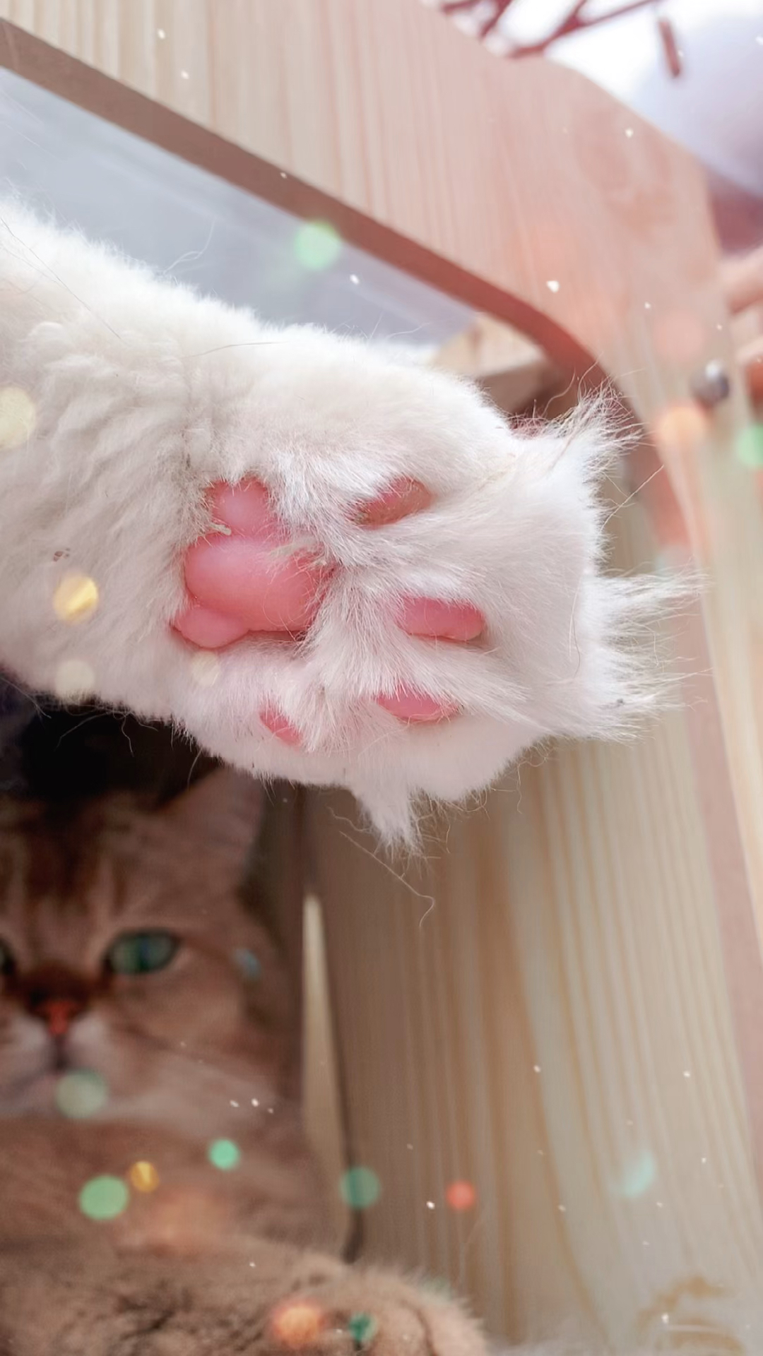 这么可爱的爪爪居然是用来埋shi的-度小视