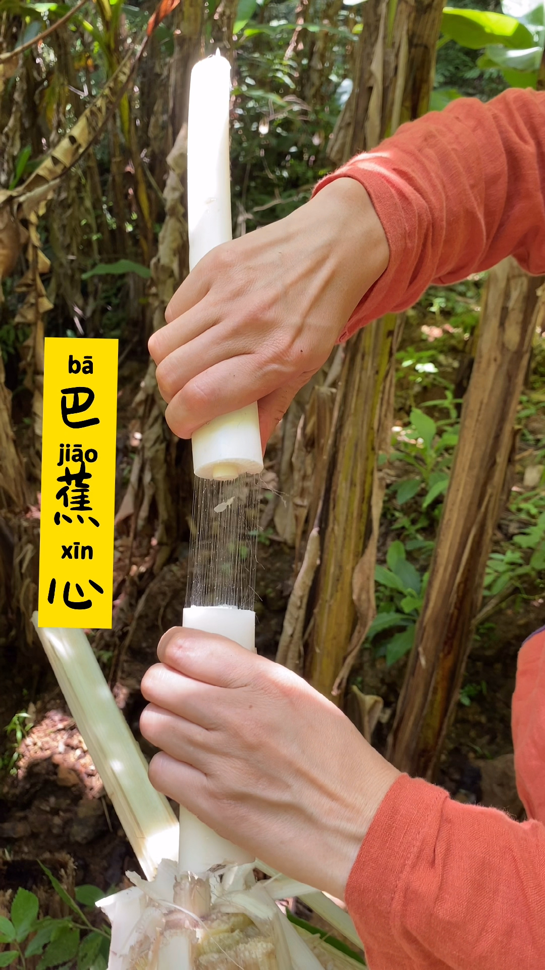 小时候上山放牛经常砍芭蕉心解渴还可以砍回家炒腊肉你们吃过吗