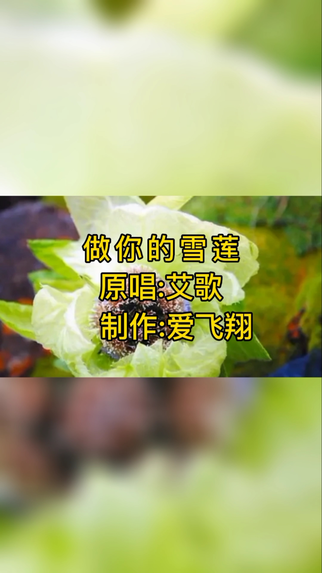 艾歌一首经典老歌《做你的雪莲》我是一朵千年的雪莲,风中摇曳你给的