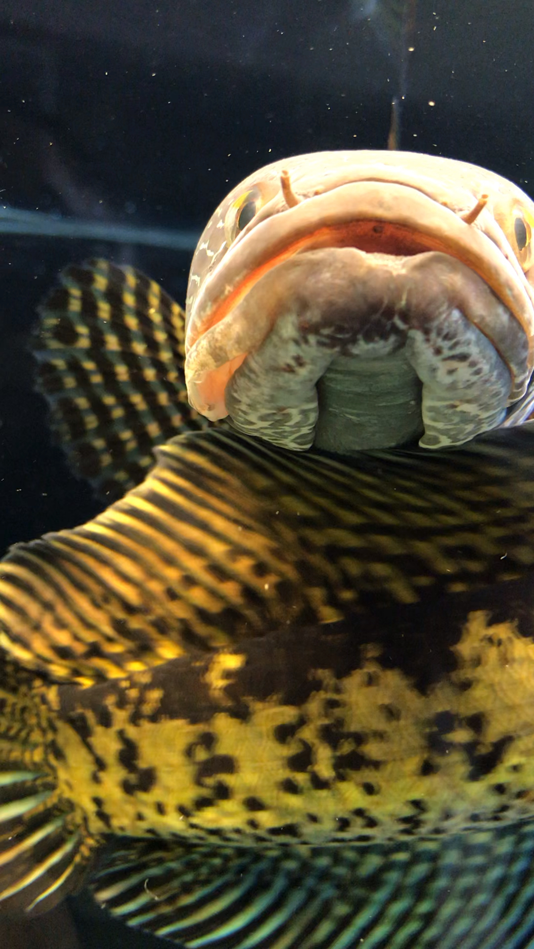 刚刚看到的黄金雷龙鱼嘴巴怎么了是斗的吗