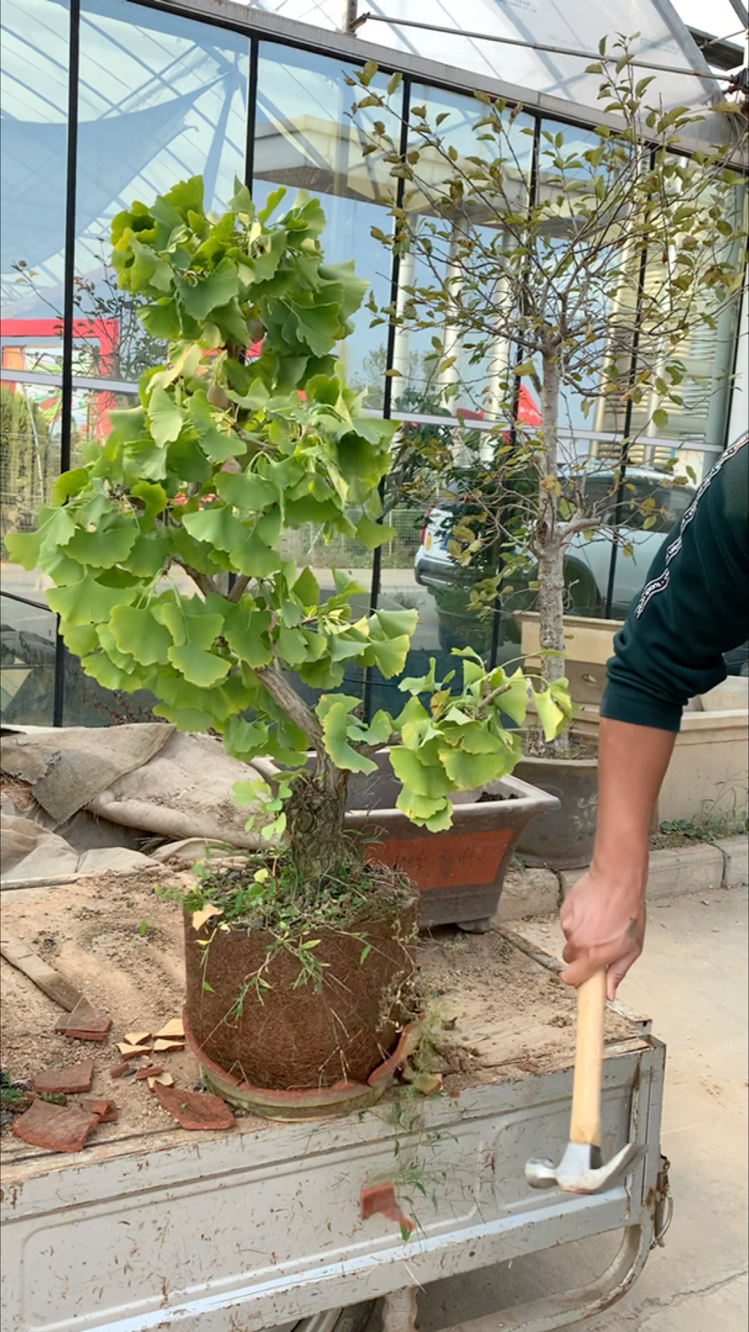 银杏盆景换盆,银杏盆景