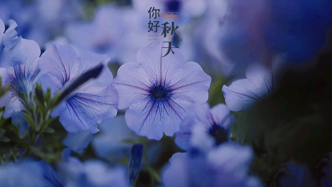 很喜欢这音乐,愿秋风不燥,岁月静好,时光不老,你我都好.