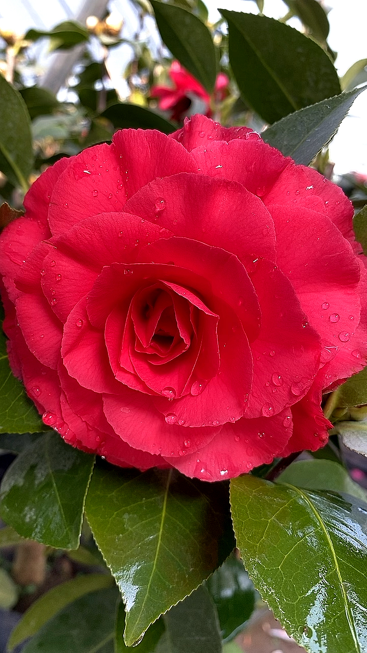 茶花名品,梦娜玫瑰,花开玫瑰型,花大色艳!-度小视