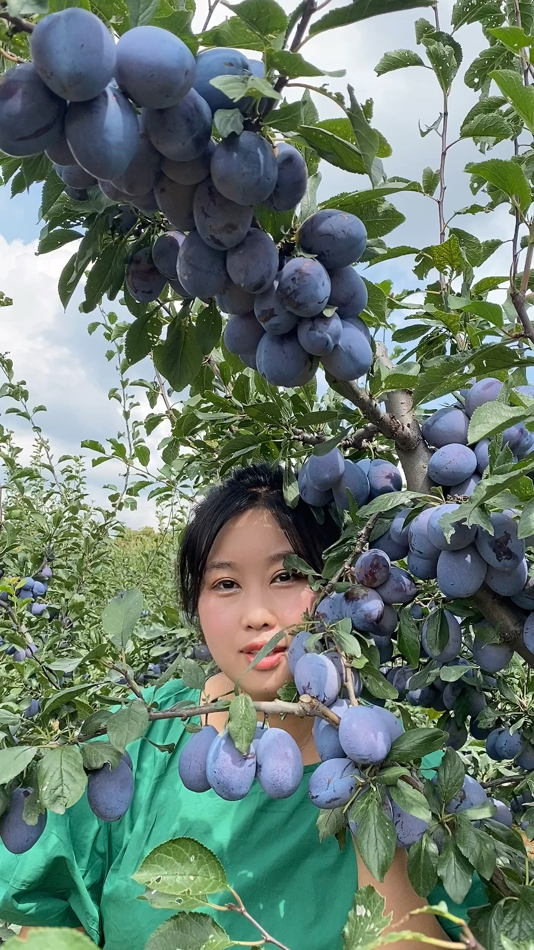西梅蓝蜜李子