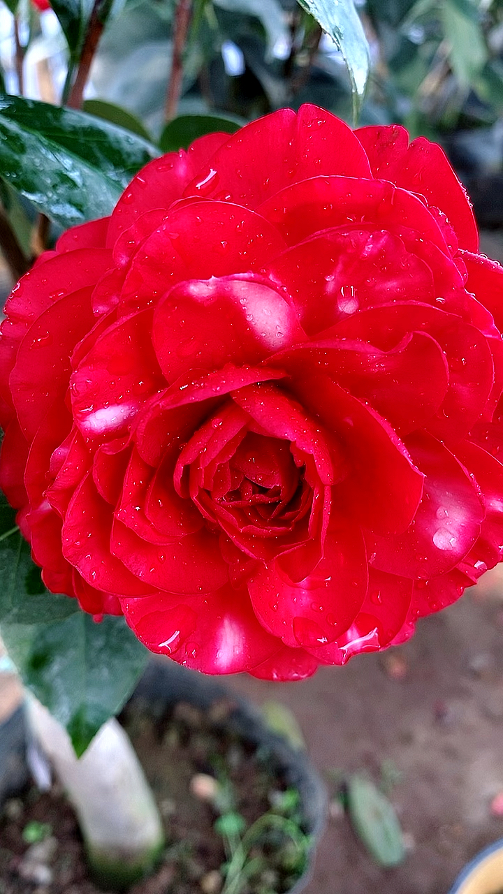 复色伯拜范茶花开品鉴赏太漂亮了