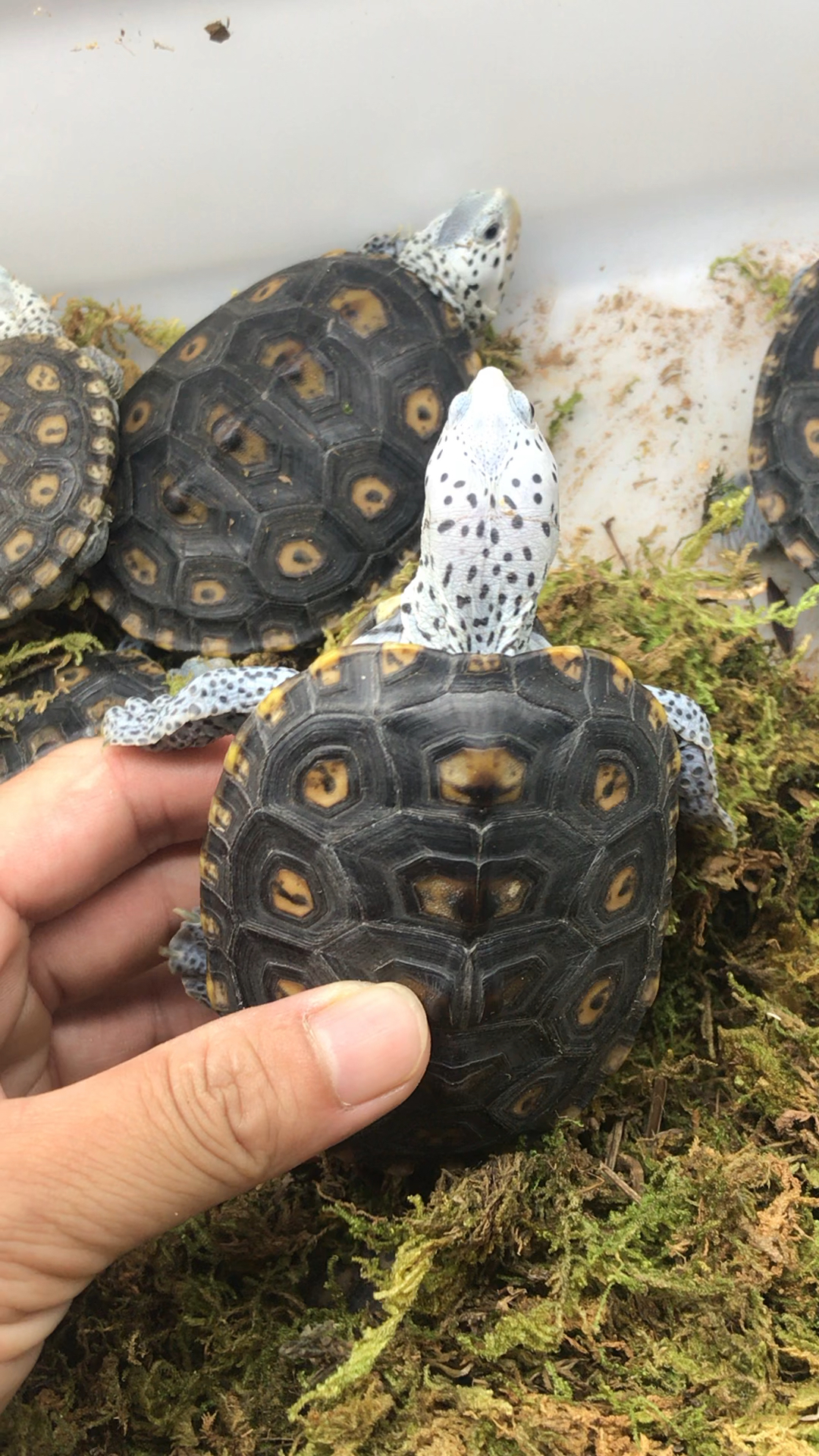 钻纹龟#锦钻,高端品质