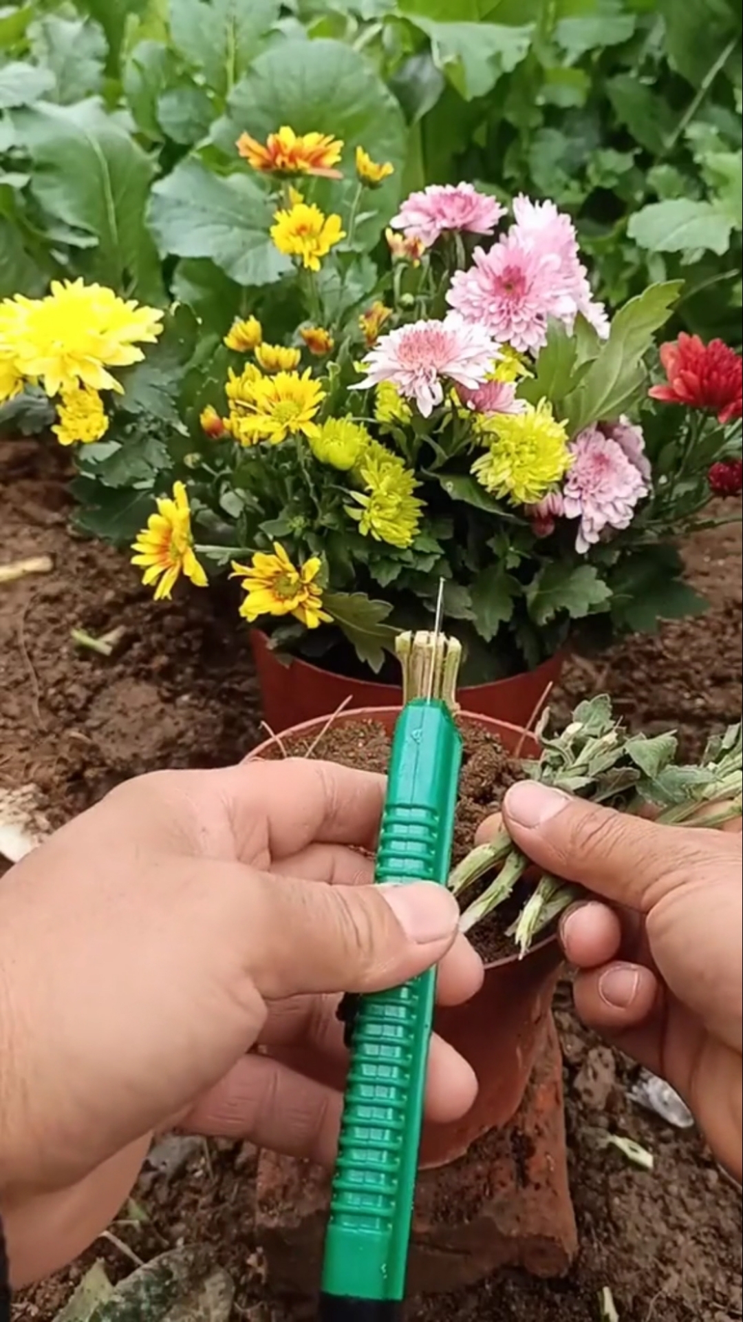 嫁接技术#多彩菊花嫁接技术,值得大家收藏.