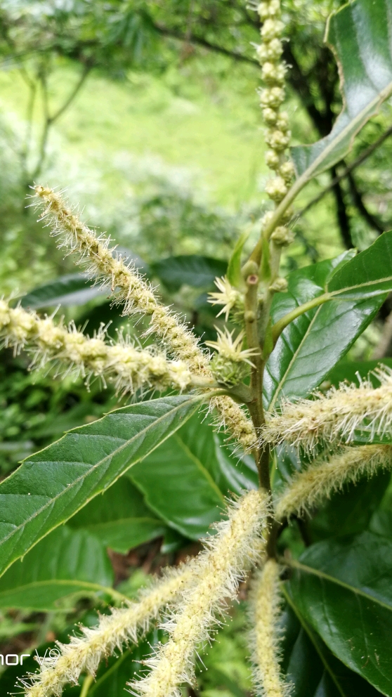 板栗花是雌雄同株的,熊花先于雌花开放,你看到雌花了吗?