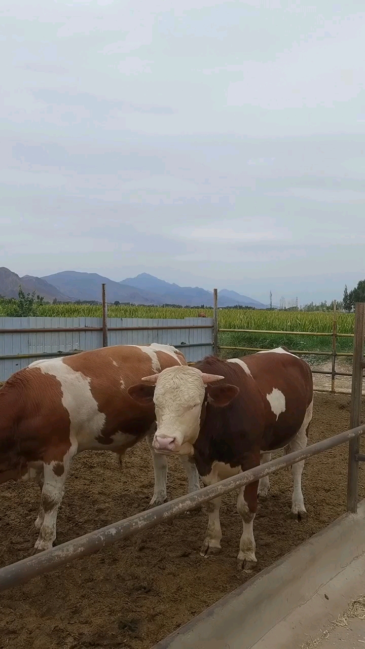 纯种健康西门塔尔牛