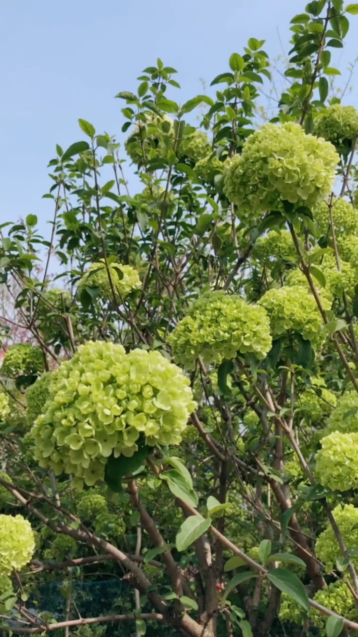 名贵花树中华木绣球,耐寒耐旱,南北方都可以栽植