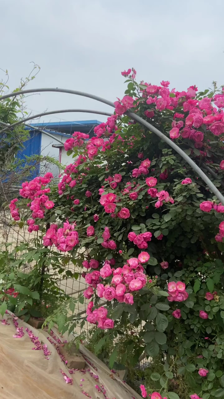 爬藤月季四季开花