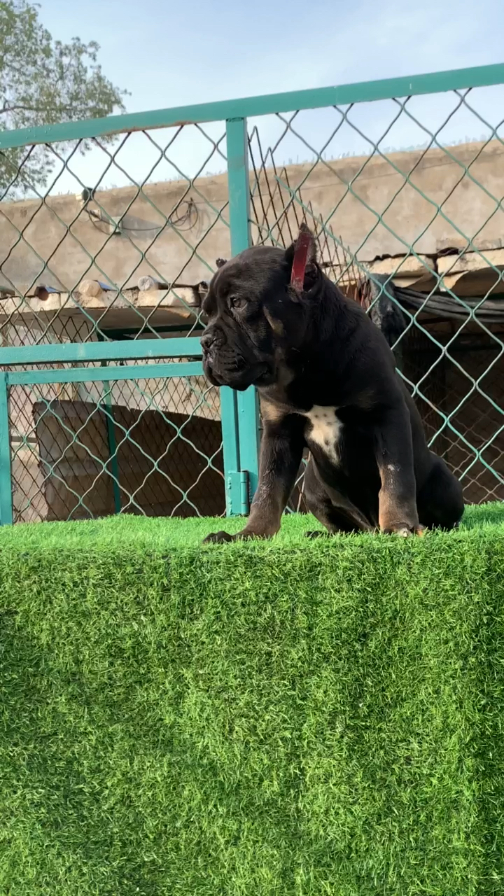 宠物世界#卡斯罗铁包金帅不帅