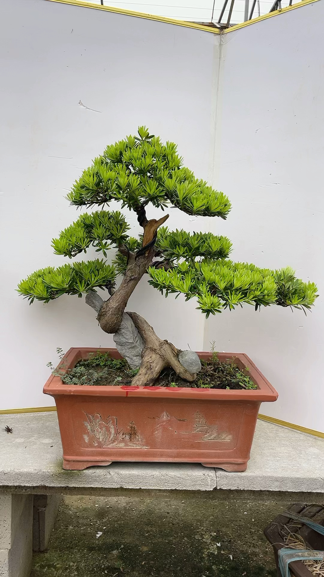 抱石罗汉松盆景