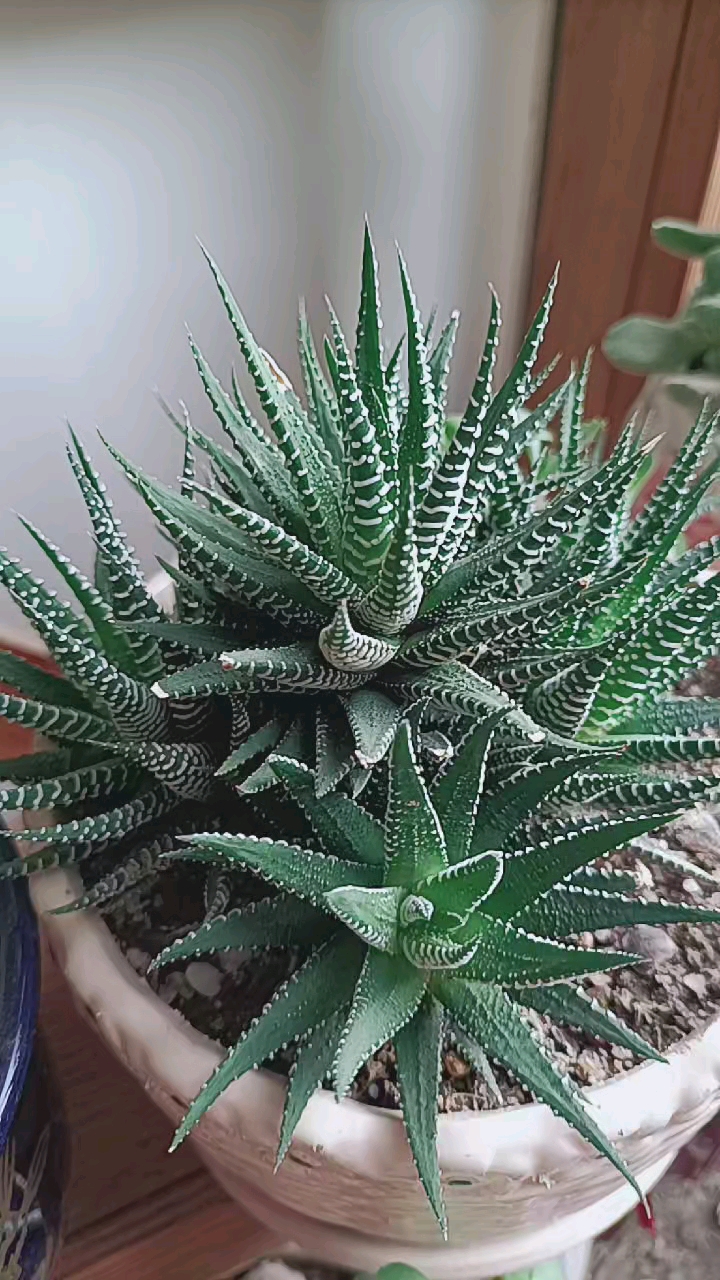 多肉植物#条纹十二卷多肉植物