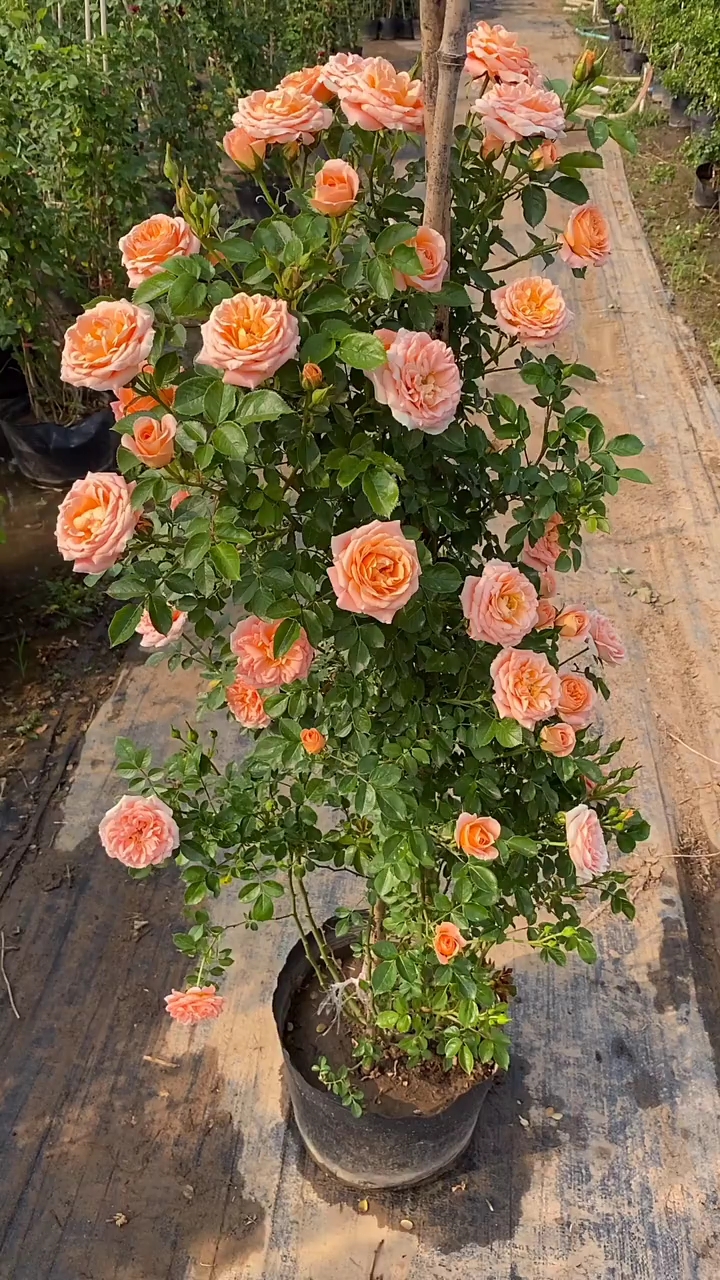 爬藤月季品种多多,大花浓香型花卉,耐旱耐寒