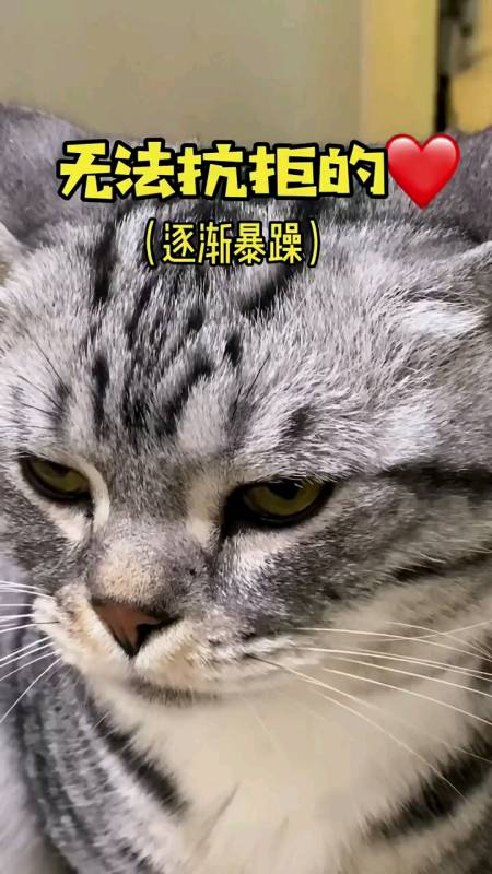 我家宠物成精了#无法抗拒的逐渐暴躁