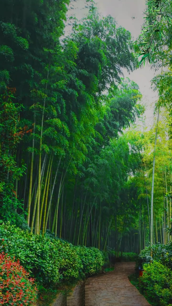 风景#青石小路,竹林细雨,你想执谁之手?