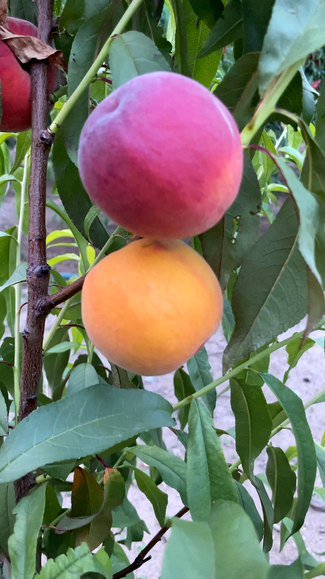 金魁黄桃,6月中下旬成熟,可以不套袋就是上面的颜色,套袋黄皮黄肉-度