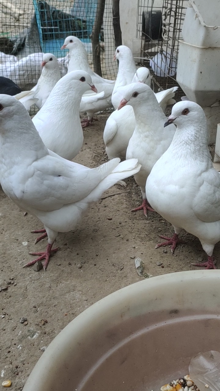 元宝鸽#农村养殖的元宝鸽,吃玉米就可以长大,适合南北方气候
