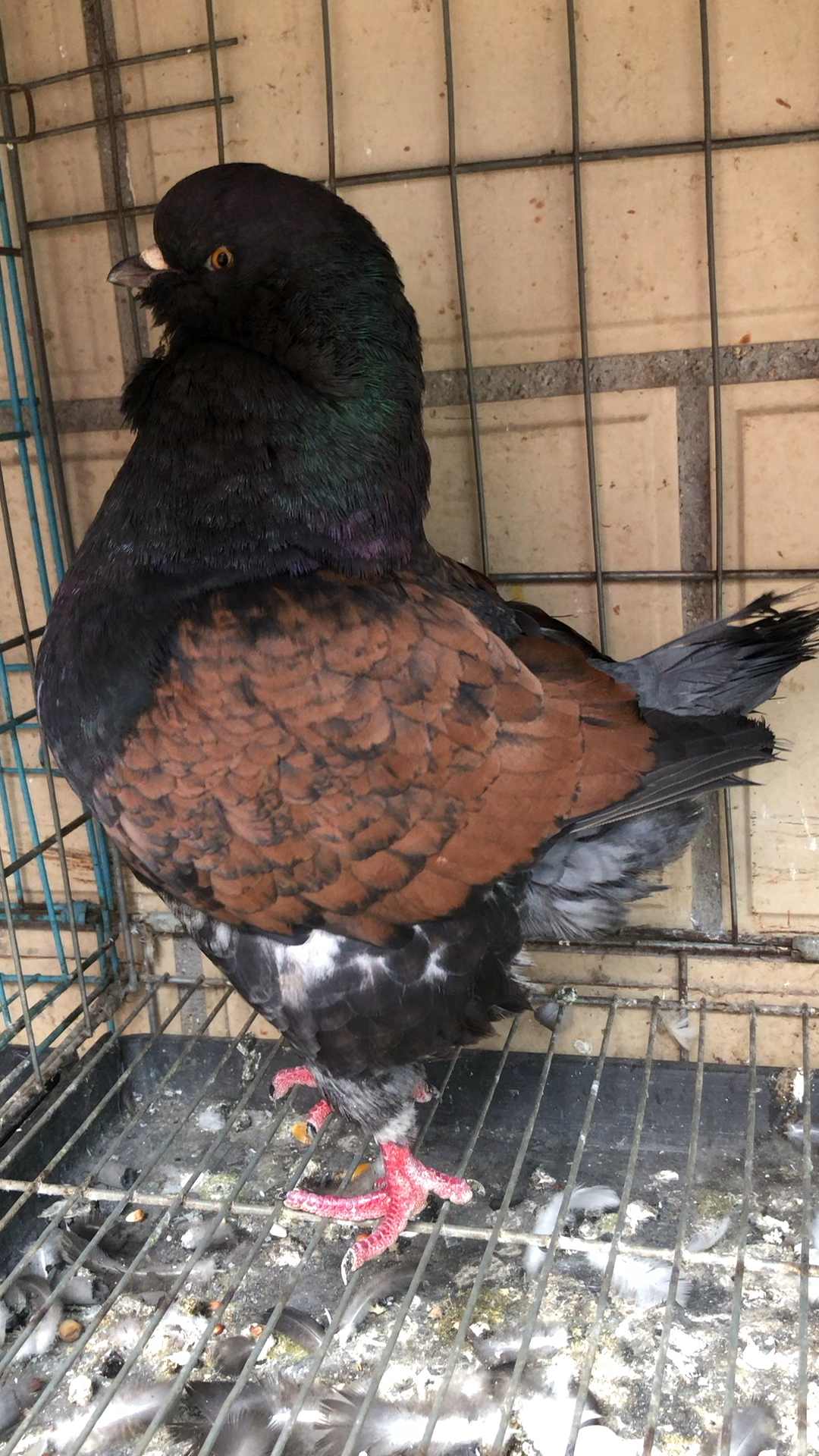 元宝鸽#铜背鸽子,自家养殖的鸽子,什么颜色都有.