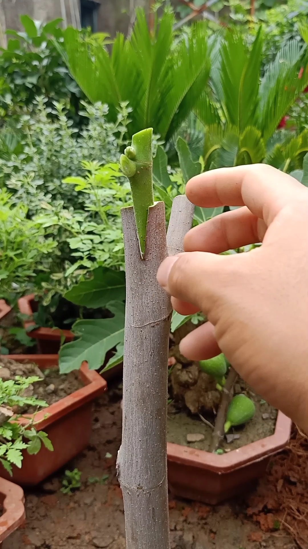 嫁接技术#插皮接无花果技术,成活率极高-度小视