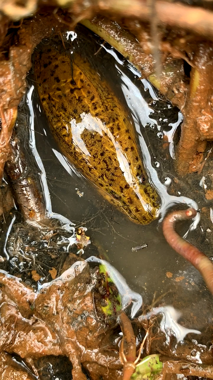 户外钓鳝#漂亮的黄金豹纹鳝