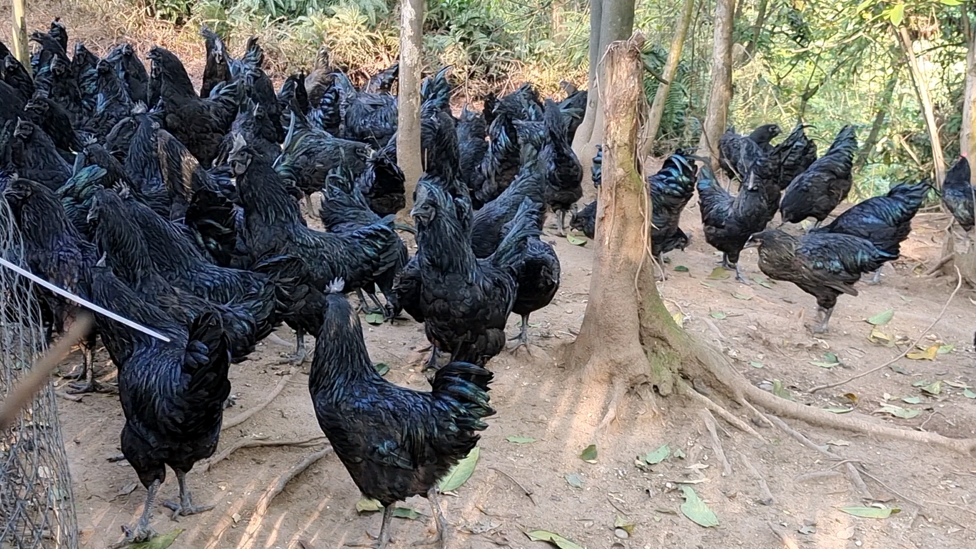 盐津乌骨鸡#这批鸡长势喜人,毛色漂亮[gf]1f44d[/gf][gf]1f3fb[/gf]