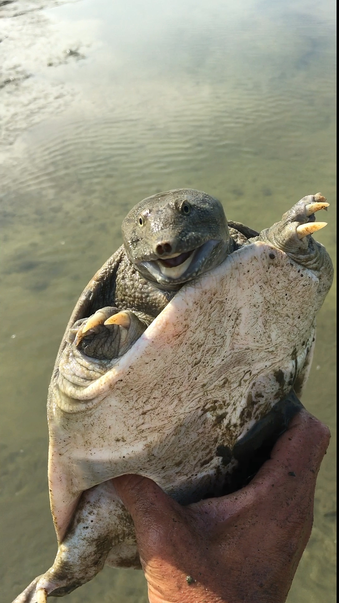 这甲鱼鳖在土里喷水,抓出来脖子怎么这么么灵活-度小视