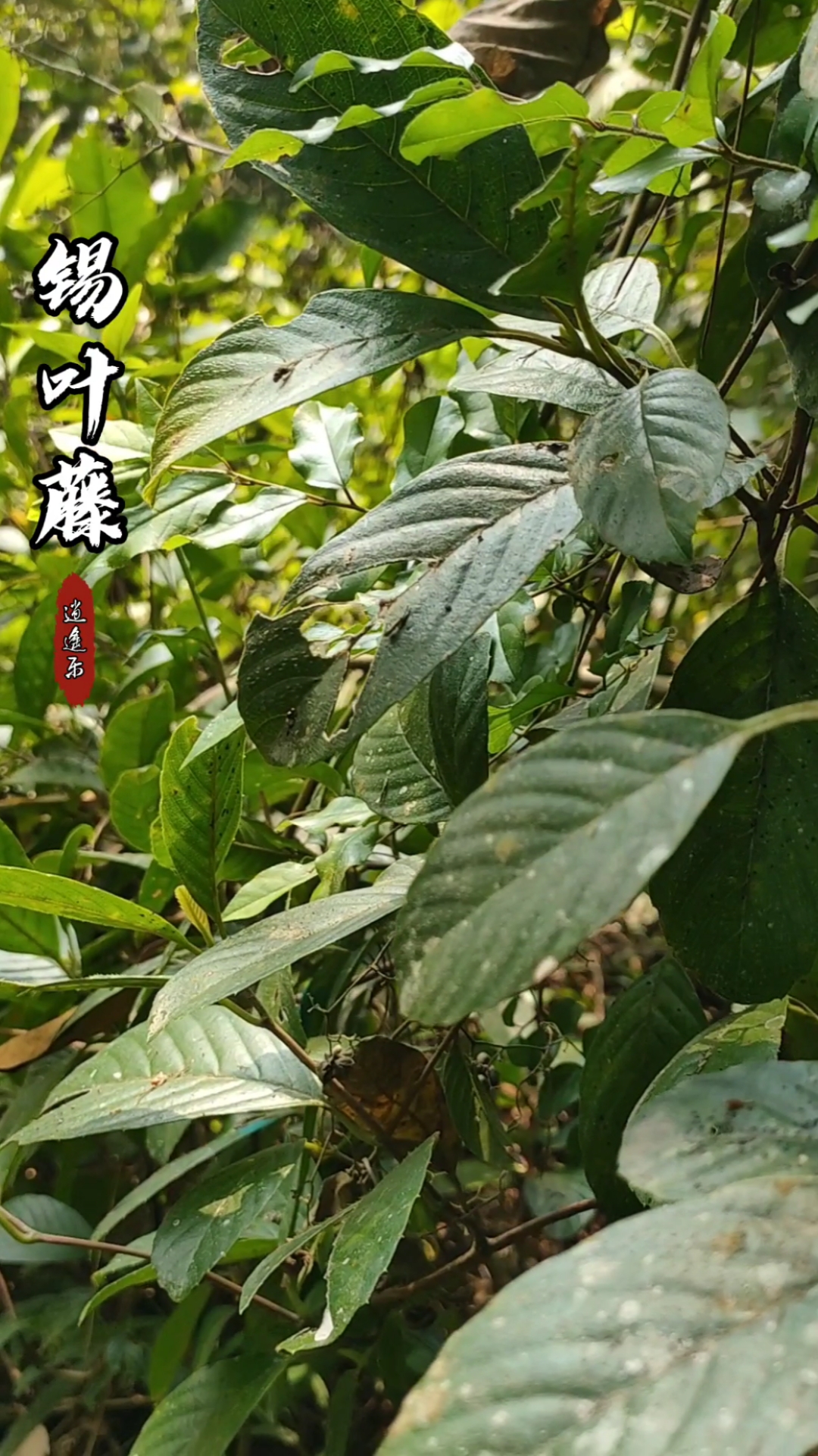 认识中草药#百草中药之锡叶藤,常绿木质藤本,叶钝厚实无毛,网纹对称