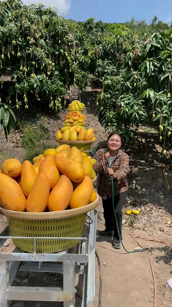 金煌芒原产地,好吃不贵