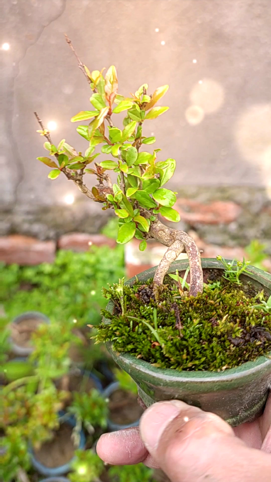 千奇百怪盆景桩#小叶石榴小微盆景