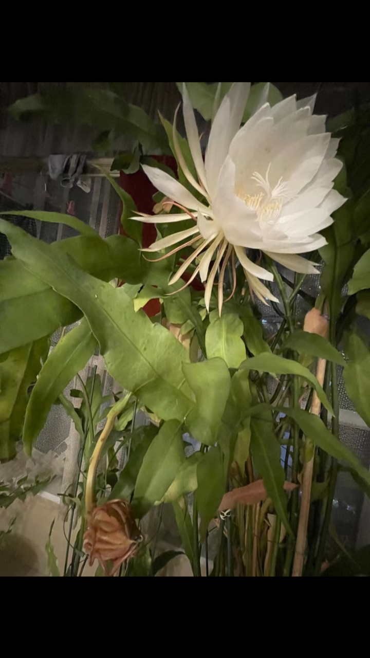 顺着香味才惊觉昙花已开