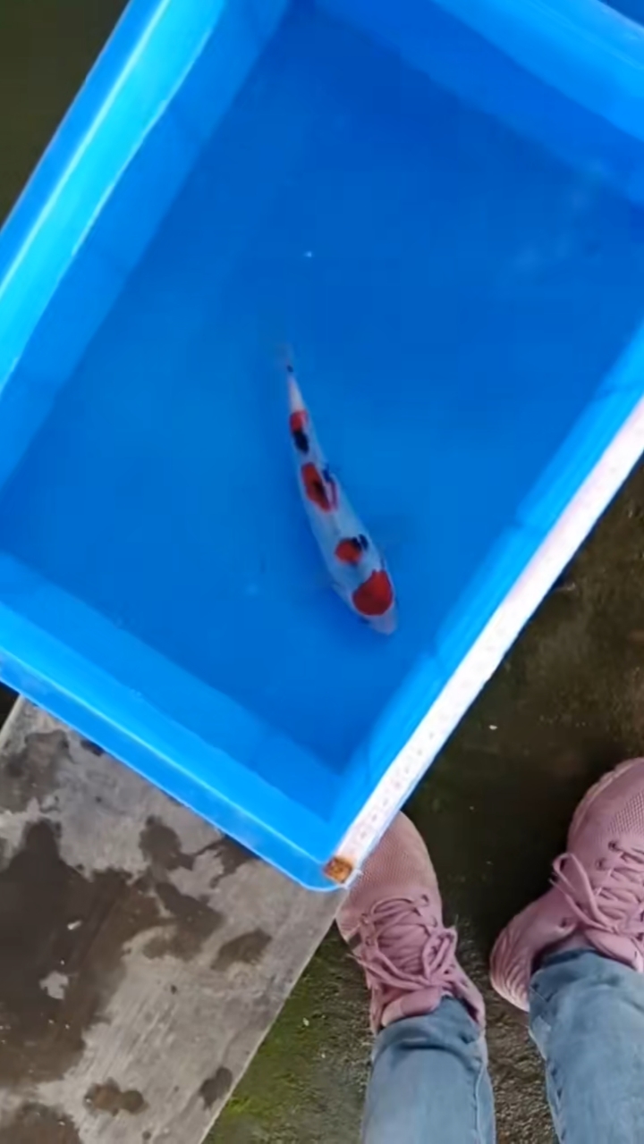 锦鲤#丹顶四段大正三色20厘米左右150元