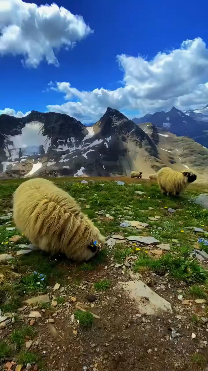 那麼的可愛!藍天白雲,有點小動物,旅途更多精彩