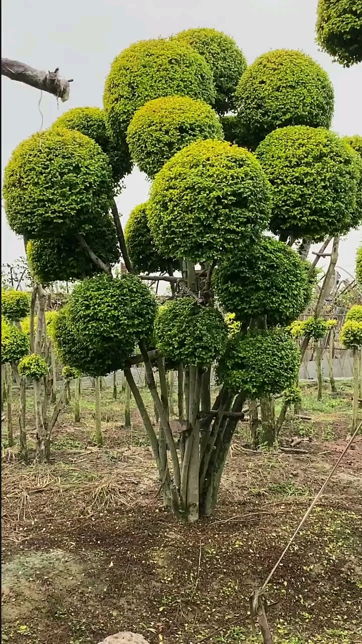 亮晶女贞造型树,四季不落叶,适合庭院别墅农家小院栽植