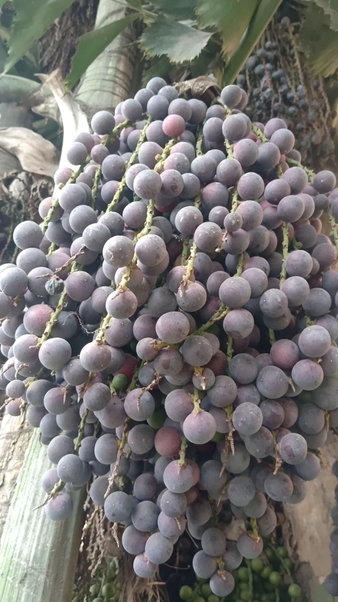 音为有你#短穗鱼尾葵果