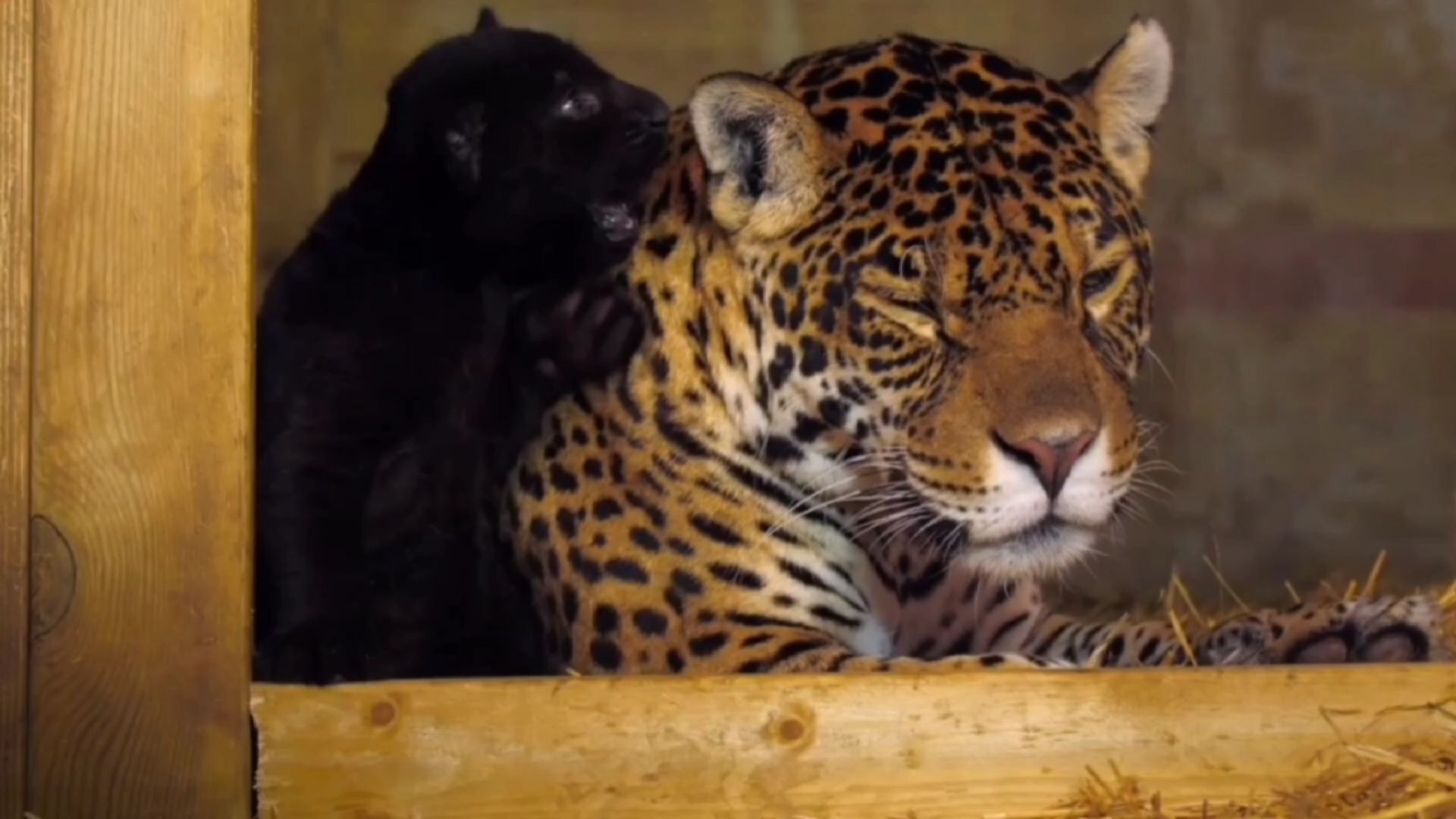 小小爱宠萌化你#小黑豹太调皮,看花豹妈妈这无奈小眼神,当然是继续宠