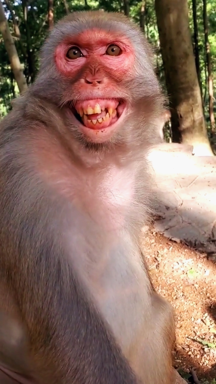真猴子照片搞笑图片图片