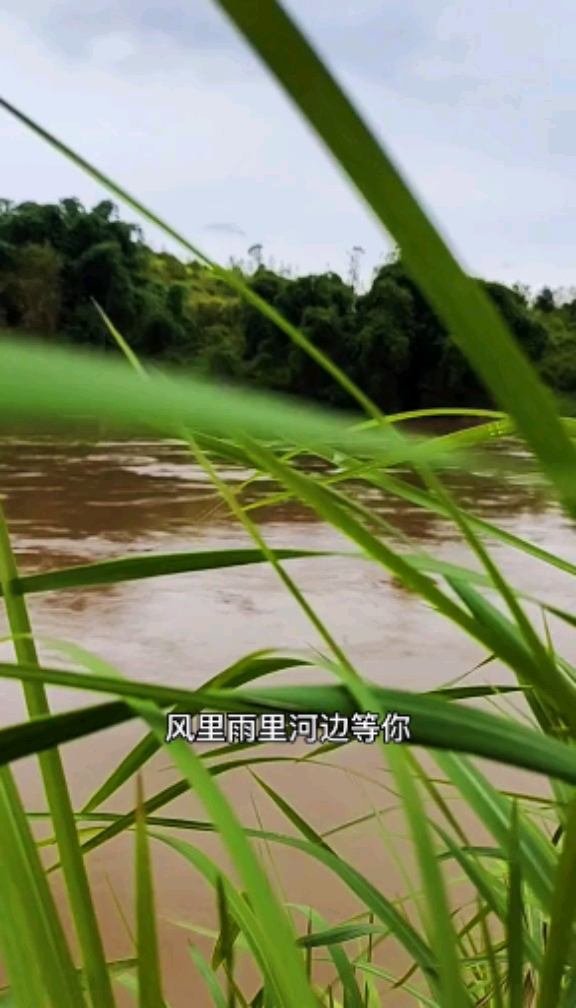 钓鱼##户外钓鱼#风里雨里,河边等你
