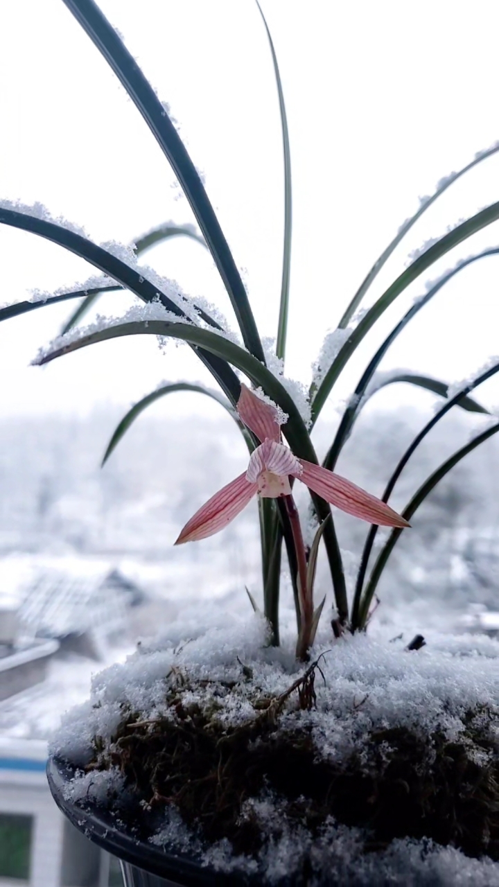 兰花#大雪飘飘中盛开的兰花美极了-度小视