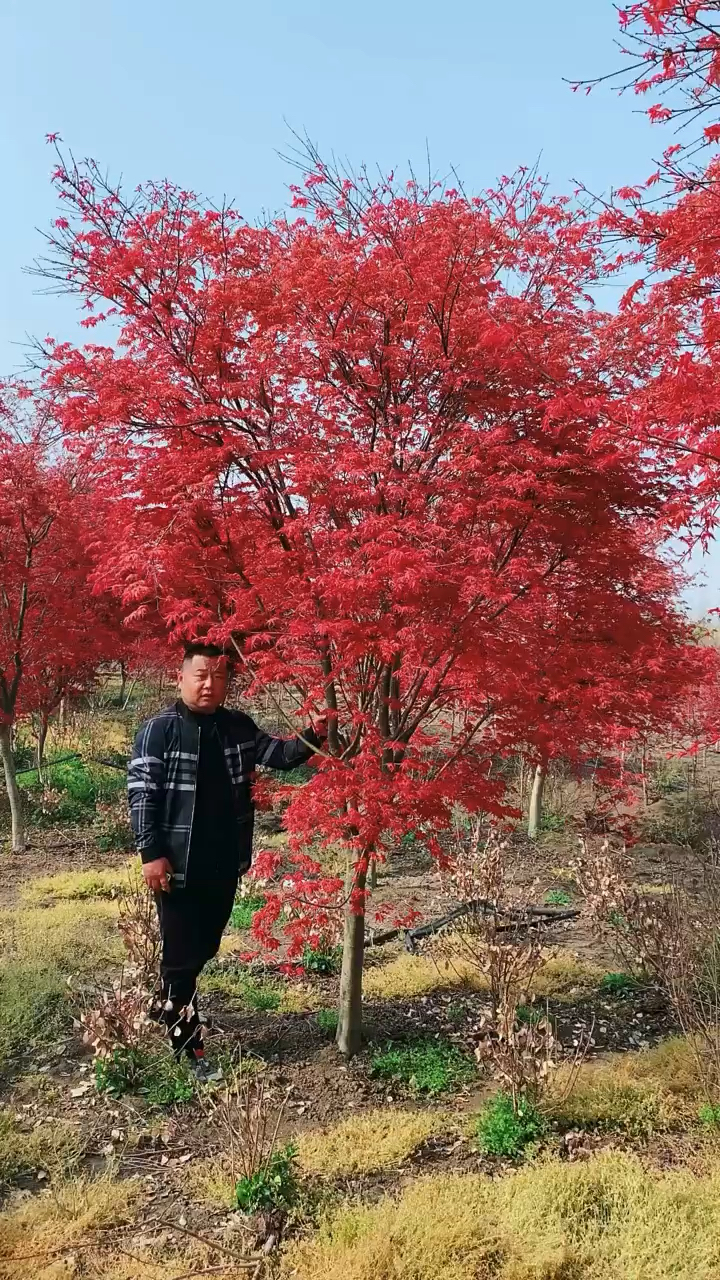 红舞姬红枫红红火火,耐寒耐旱南北方都可以栽植