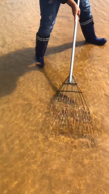 赶海#天气凉了,抓海鲜就要多下功夫了,用这个耙子真的好好用-度小视