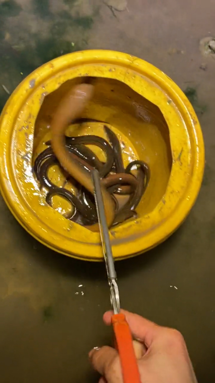 户外捕鳝鱼,真实户外.