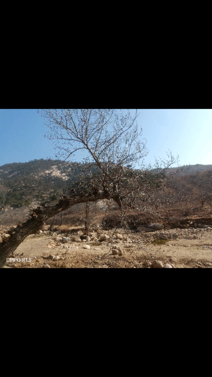 春日里的徂徕山林场,看着恢复的差不多绿色的植被.春天就要来了