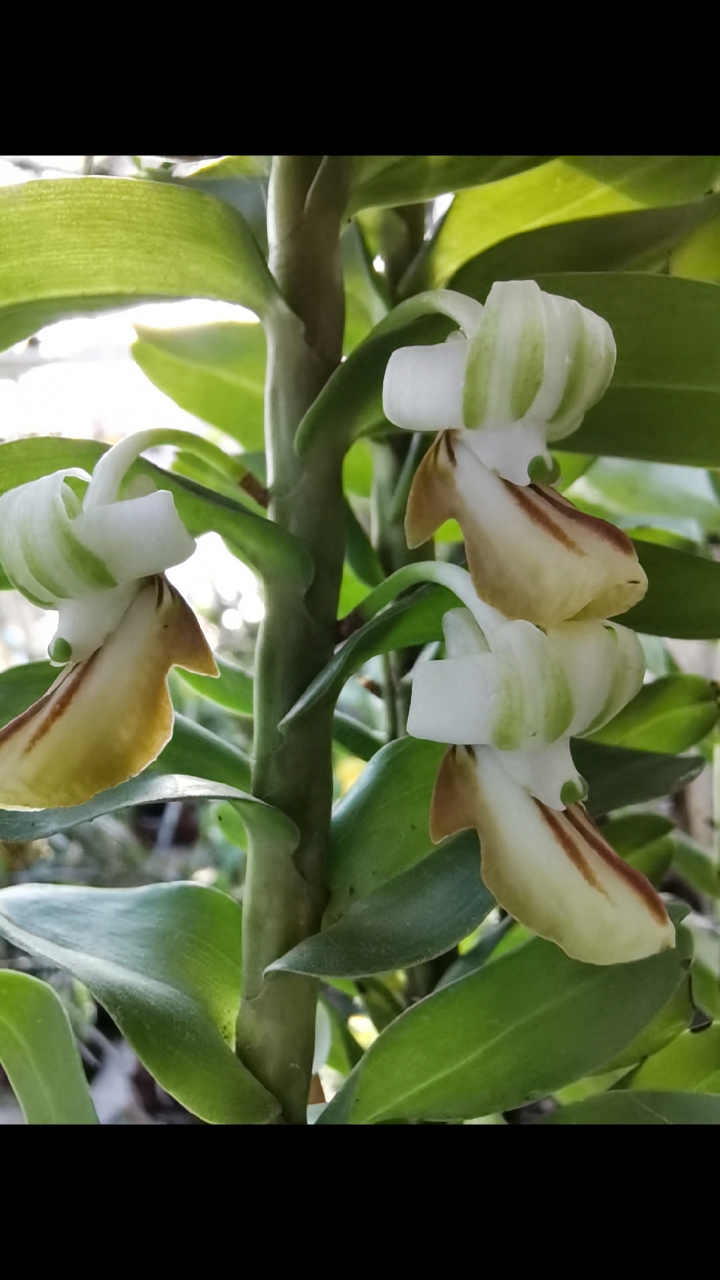 石斛记#反瓣石斛,花小却很香-度小视