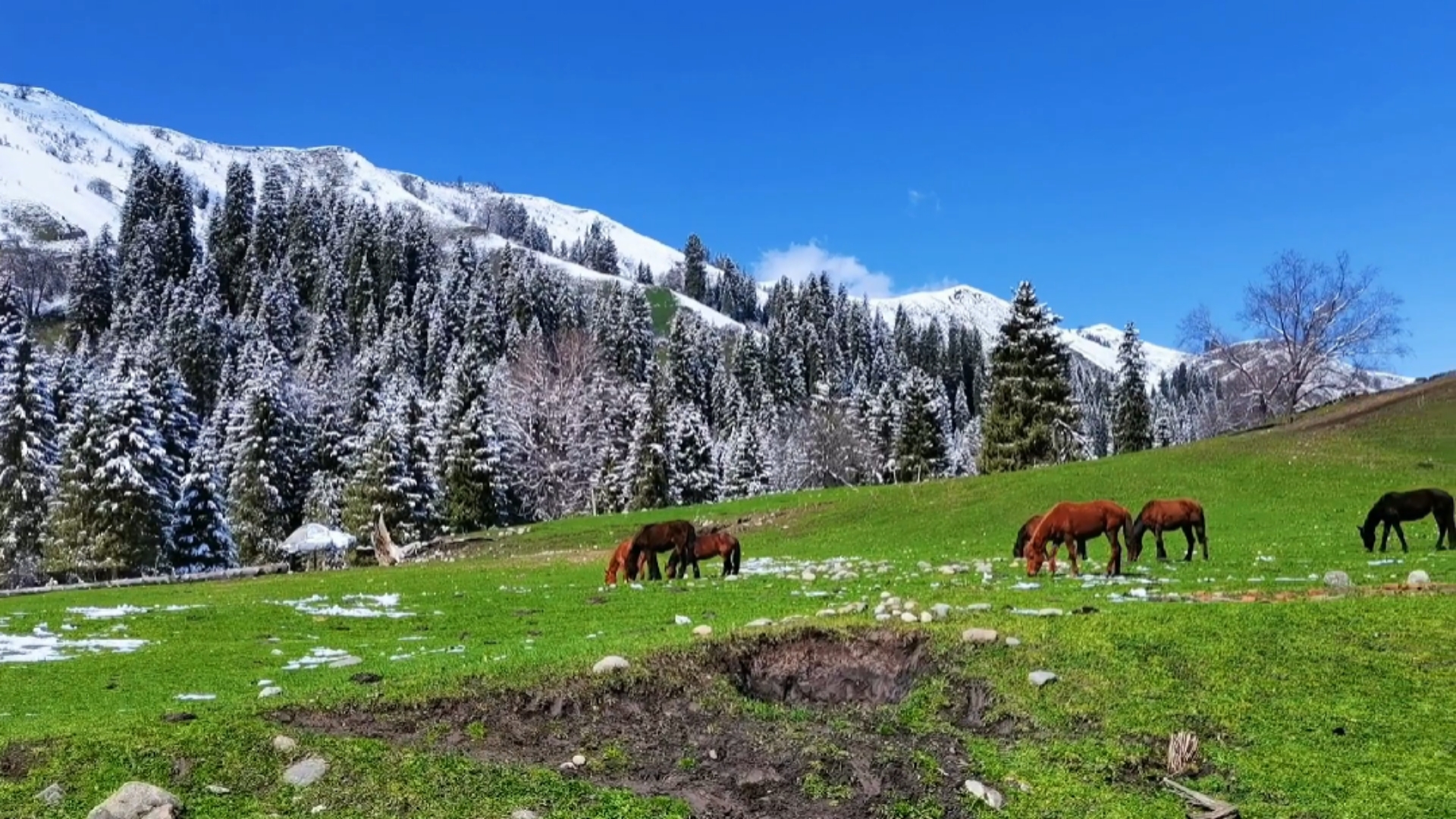 新疆尼勒克唐布拉草原美如仙境(21.4.24日摄)