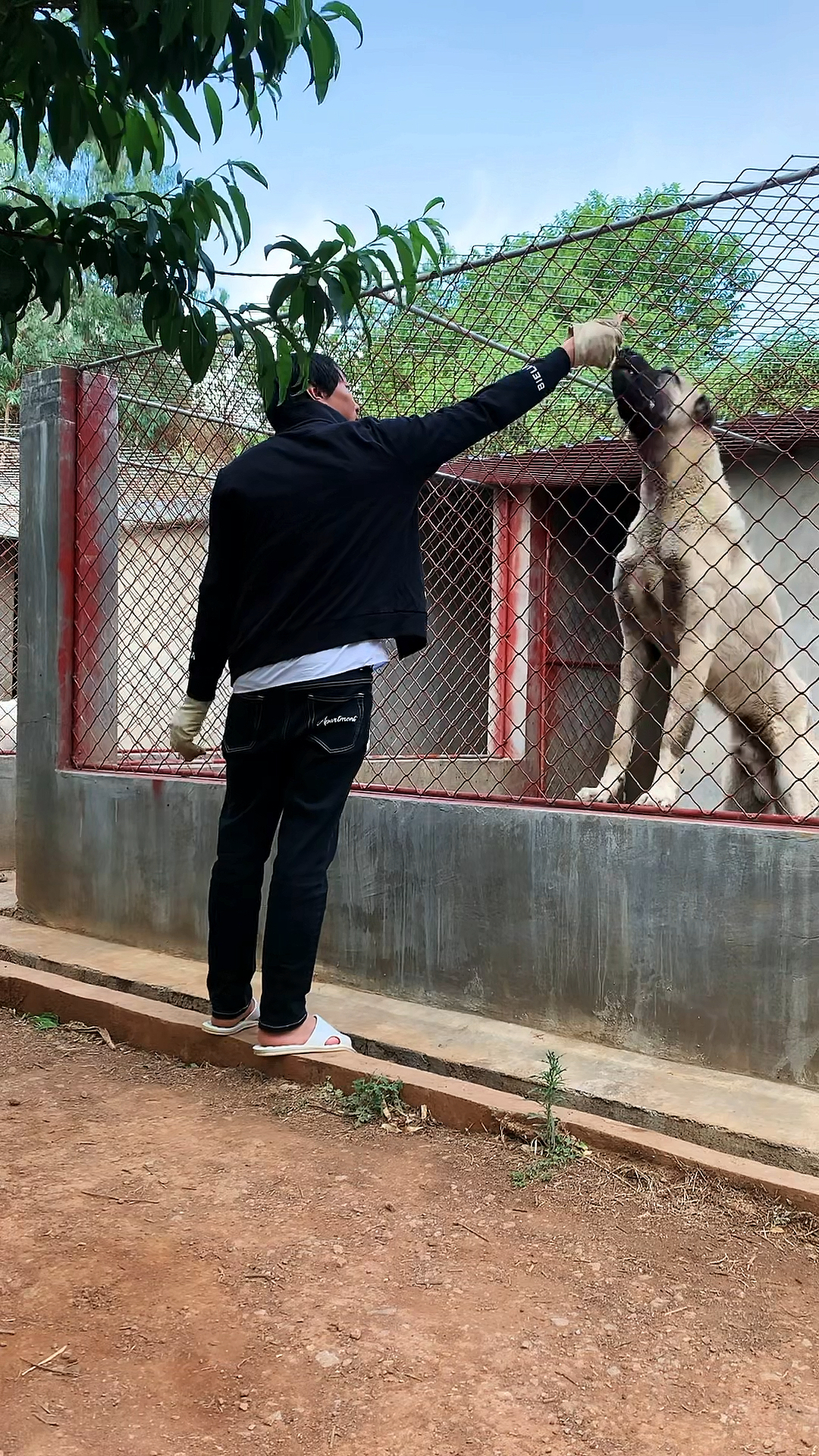 个人坎高犬转让图片