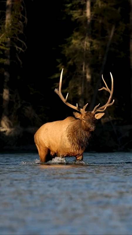 麋鹿在河水里发出洪亮的叫声-度小视